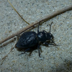 Tentyria ligurica