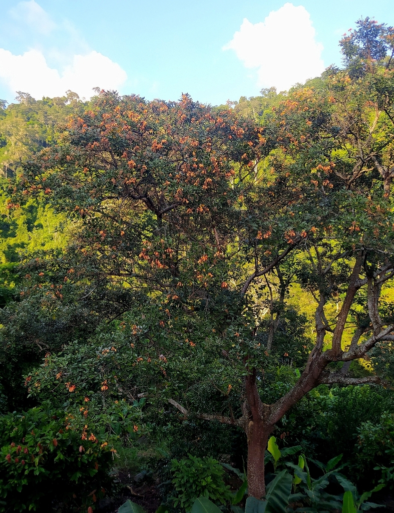 Vông đồng – Erythrina fusca