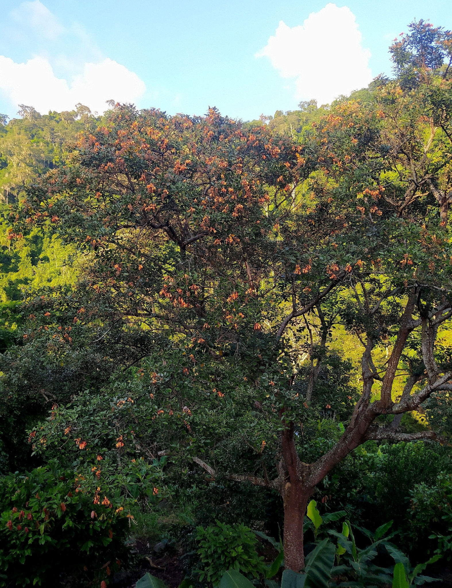 Foto de Erythrina fusca Lour.