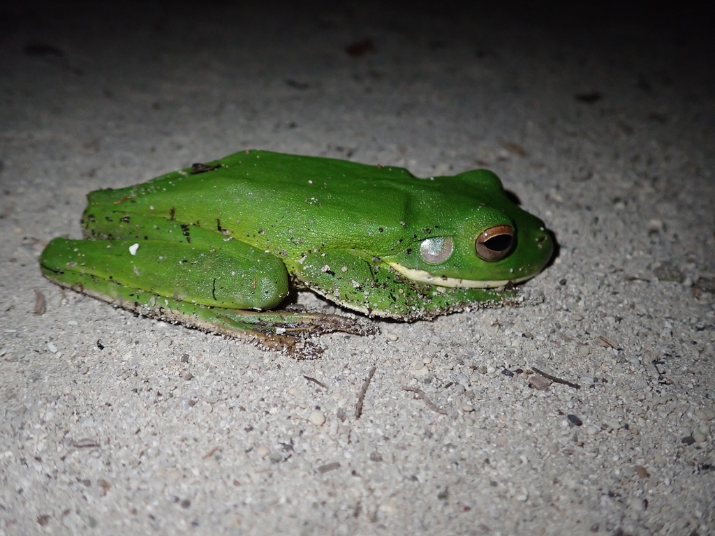 Nyctimystes infrafrenatus (Nyctimystes infrafrenatus)