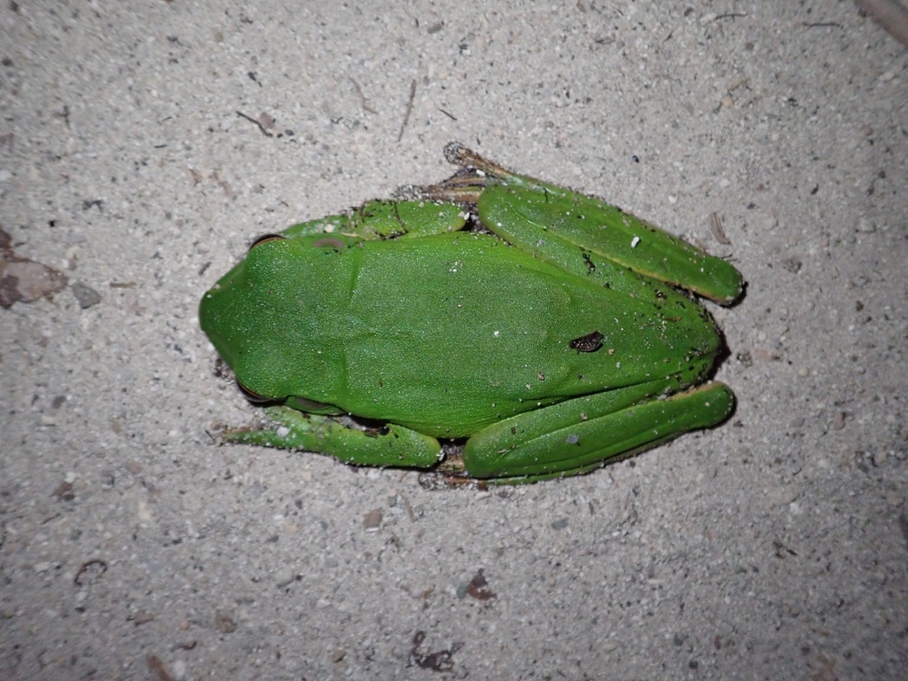 Nyctimystes infrafrenatus (Nyctimystes infrafrenatus)