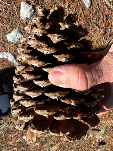 Jeffrey pine