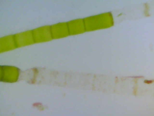 Chaetomorpha antennina observed 2026-01-16