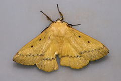 Anthela inornata