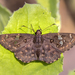 Malabar Spotted Flat - Photo (c) Anil Kumar Verma, some rights reserved (CC BY-NC), uploaded by Anil Kumar Verma