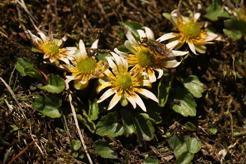 Image of Oxygraphis endlicheri by (c) Siddarth Machado, some rights reserved (CC BY)