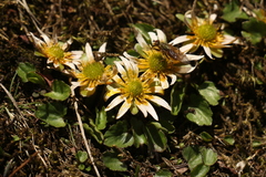 Oxygraphis polypetala