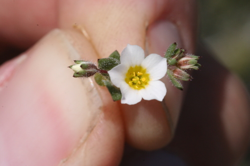 Image of Linanthus inyoensis by (c) runcator, some rights reserved (CC BY)