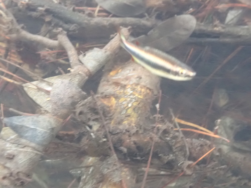 Vlagvin-glansvoorn (Pteronotropis signipinnis) — Cyprinidae