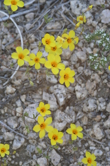 Leptosiphon chrysanthus