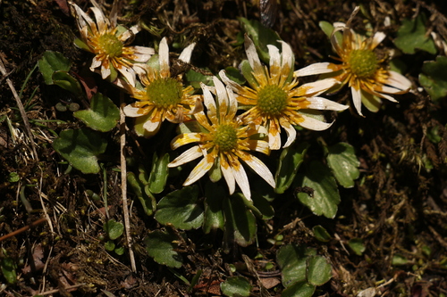 Image of Oxygraphis endlicheri by (c) Siddarth Machado, some rights reserved (CC BY)