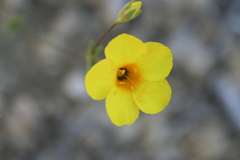 Leptosiphon chrysanthus