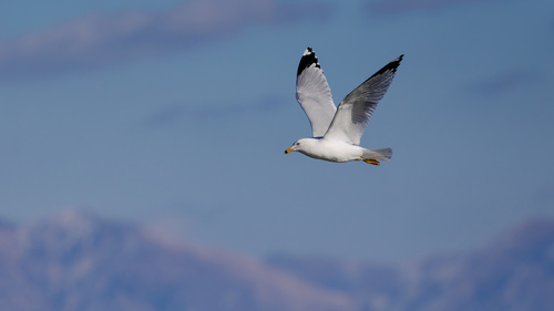 Ring-billed Gull photographed in Utah