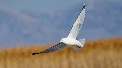 Ring-billed Gull photographed in Utah