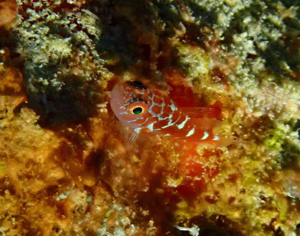 Caesiura Dwarfgoby
