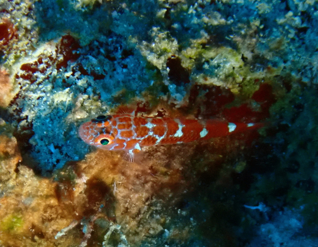 Redspotted pygmygoby (Trimma caesiura) — Gobiidae