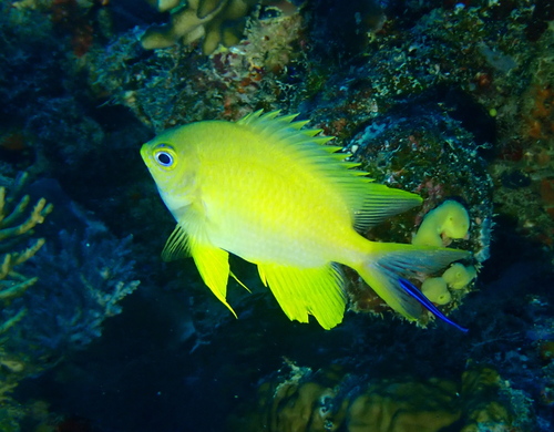 Damselfish (Amblyglyphidodon aureus) — Pomacentridae