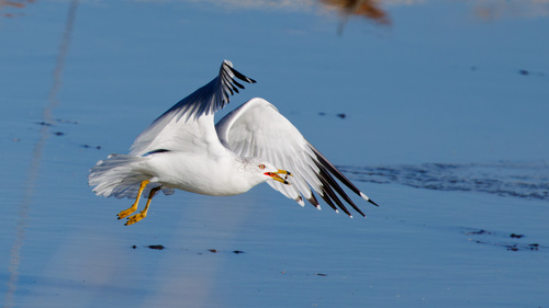 Ring-billed Gull photographed in Utah