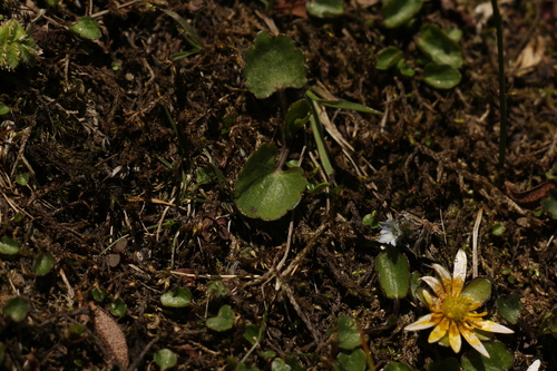 Image of Oxygraphis endlicheri by (c) Siddarth Machado, some rights reserved (CC BY)