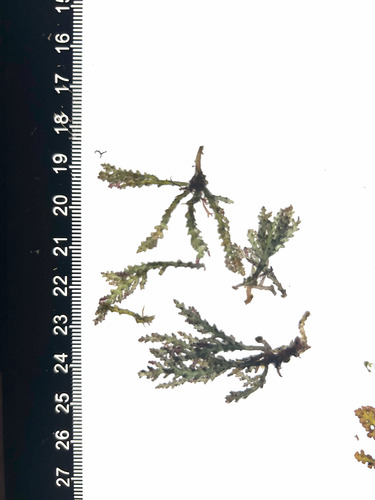 Acanthophora spicifera observed 2026-01-16
