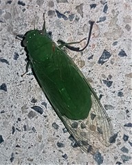 Chlorocysta vitripennis