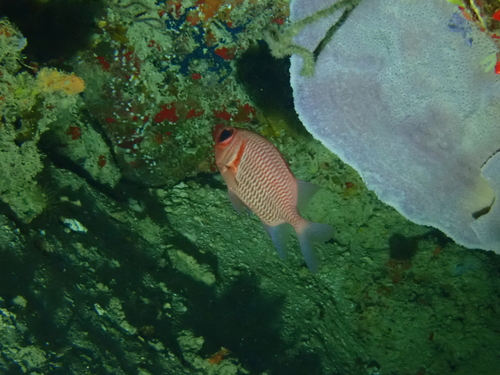 Blacktip soldierfish (Myripristis hexagona) — Holocentridae — 3