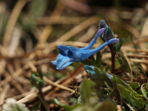 Corydalis cashmeriana, photograph 1