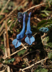 Corydalis cashmeriana