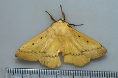 Anthela inornata