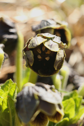 Image of Mandragora caulescens by (c) Siddarth Machado, some rights reserved (CC BY)