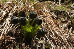 Mandragora caulescens