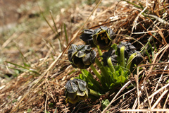 Mandragora caulescens
