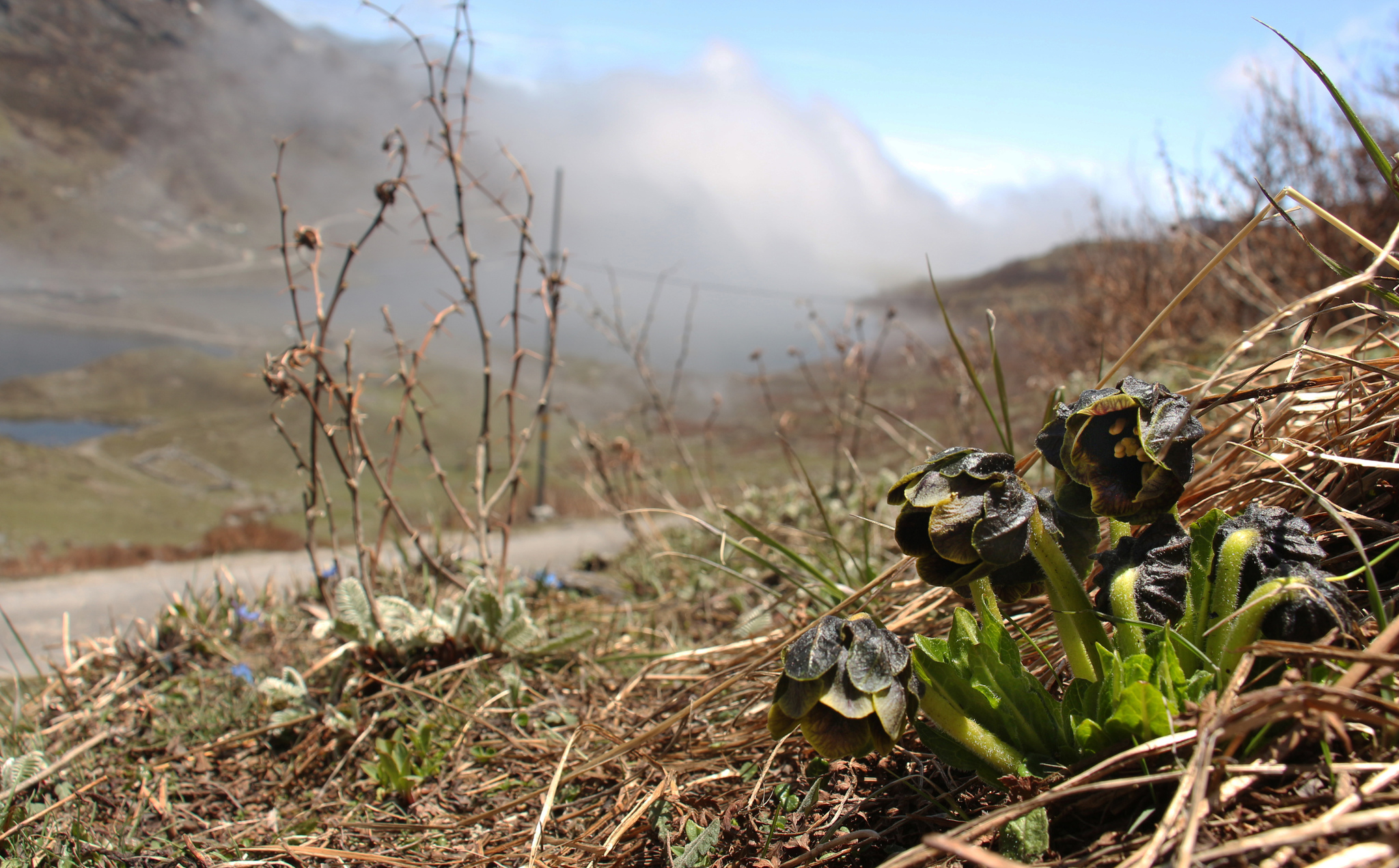 Himalayan Mandrake (Mandragora caulescens)