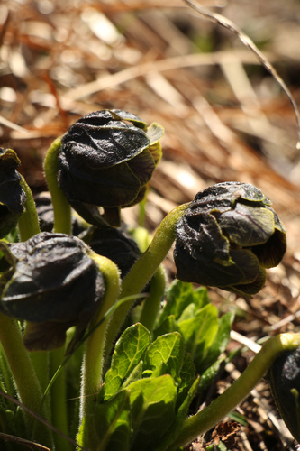 Image of Mandragora caulescens by (c) Siddarth Machado, some rights reserved (CC BY)