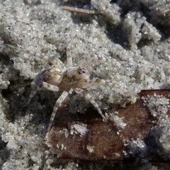Arctosa cinerea