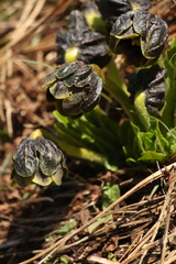 Mandragora caulescens