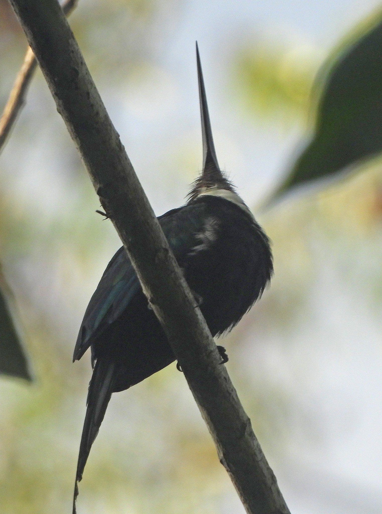 Paradise Jacamar (Galbula dea), photo 7