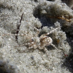 Arctosa cinerea