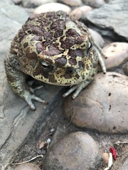 Sclerophrys mauritanica