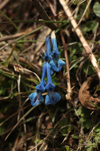 Corydalis cashmeriana, photograph 2