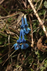 Corydalis cashmeriana