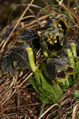 Mandragora caulescens