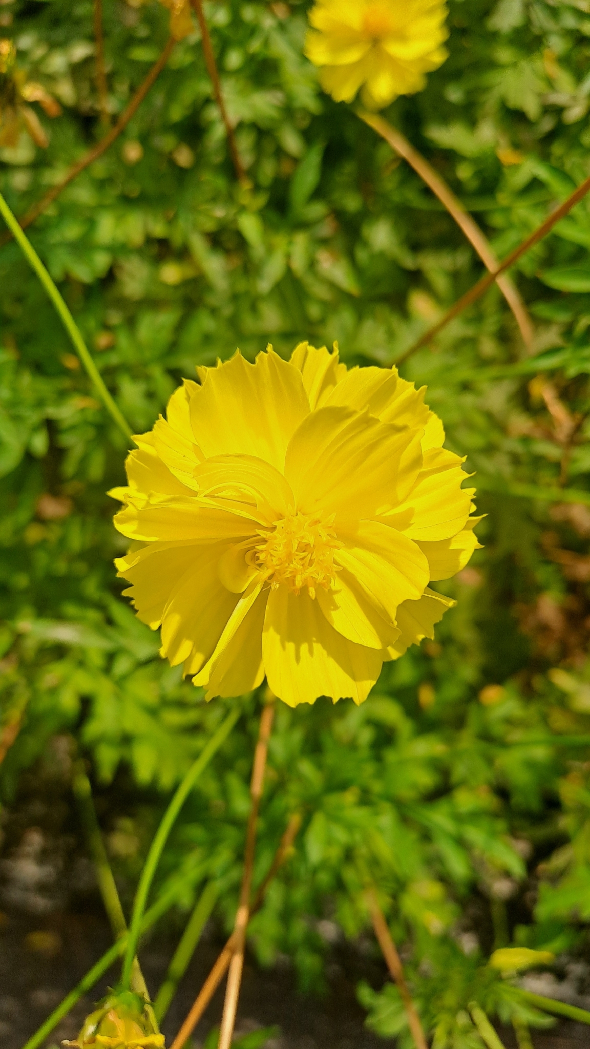 Cúc chuồn (Cosmos sulphureus)