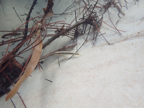 Blackbanded darter (Percina nigrofasciata) — Percidae