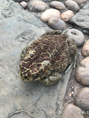 Sclerophrys mauritanica
