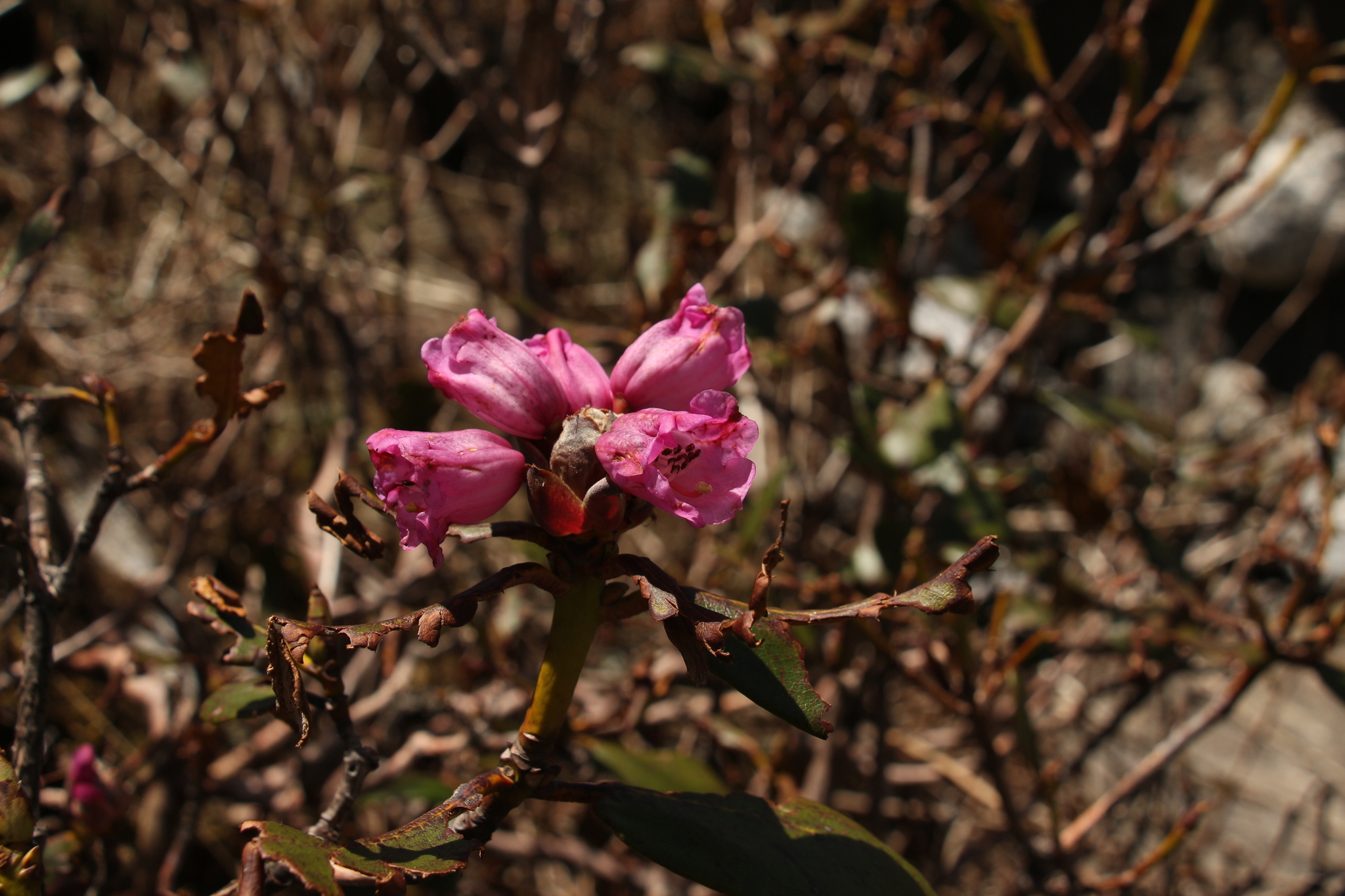 Rhododendron campanulatum
