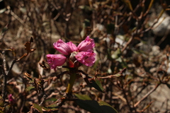 Rhododendron campanulatum