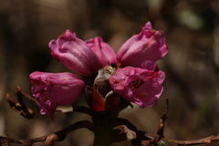 Rhododendron campanulatum