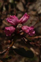 Rhododendron campanulatum