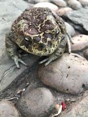 Sclerophrys mauritanica